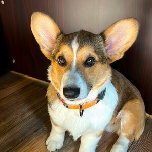 Meet your Posher, Lara